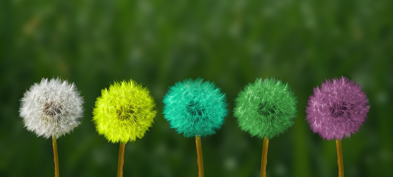 dandelions, multicoloured, pop art-2817950.jpg